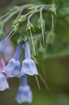 Virginia bluebells